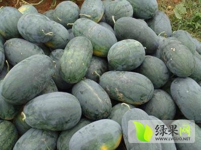 黑美人价格