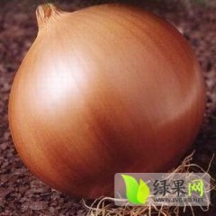 河南新野有大量黄皮洋葱待售，价格便宜