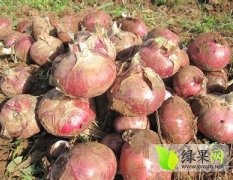 四川崇州产地种植红皮洋葱40亩