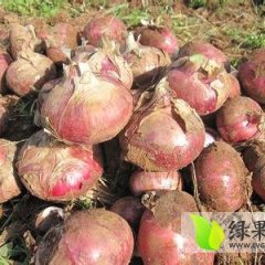 四川崇州产地种植红皮洋葱40亩