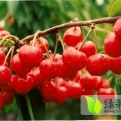 山东平邑天然无公害红灯大樱桃