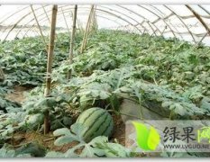 河南滑县双星西瓜量大口感好