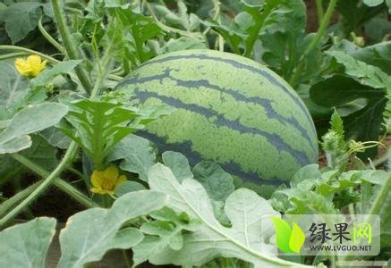 2014年江苏东台8424西瓜价格
