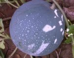 河南太康5月中旬开始供应大棚黑皮无籽西瓜