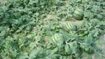 山东青州西瓜产地批发供应各品种西瓜