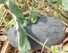 广西早熟黑美人