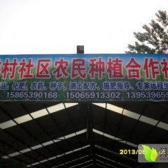 山东郯城红皮洋葱：归昌乡杨硕