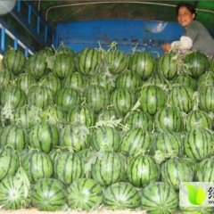 辽宁凌海早西瓜6月上市：东花乡苏红