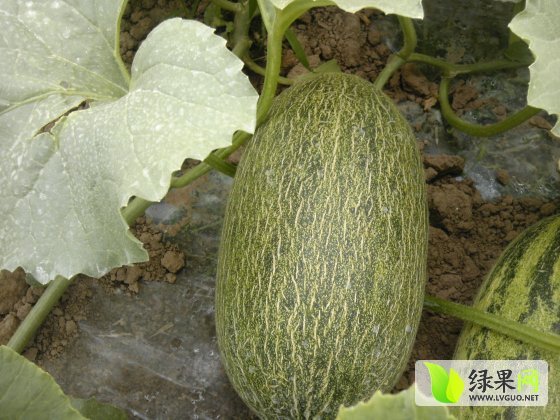 2014年陕西大荔新甘蜜宝价格