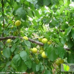 河北玉田县六月上市大量银白杏