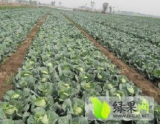 河北玉田中甘11甘蓝大量上市