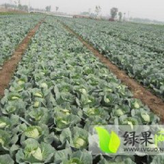 河北玉田中甘11甘蓝大量上市