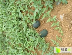 广西崇左市左州镇黑美人西瓜即将上市!