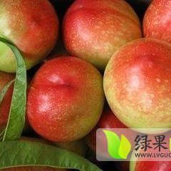 陕西大荔油桃：范家镇史赵锋