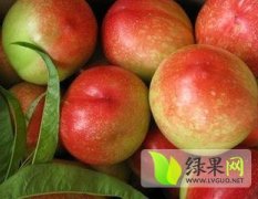 陕西大荔油桃：范家镇史赵锋