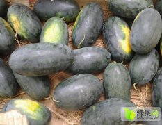 广西江洲黑美人西瓜8号开始装了