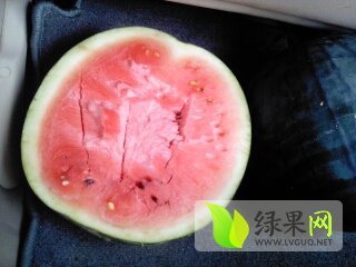 黑美人价格