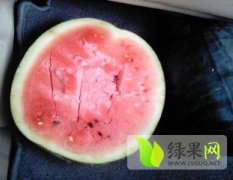 广西江南坡地种植西瓜上万亩西瓜开始上市