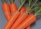 山东莱西代购加工萝卜 品种多 价格低