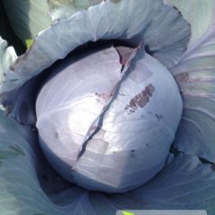 河南扶沟紫甘蓝9号开始上市