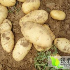 山东平阴荷兰十五土豆品种好 价格便宜