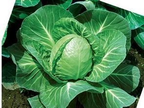 山东平度绿球绿叶系列甘蓝上市