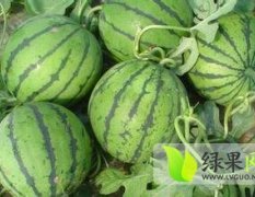 辽宁凌海7月京欣开始上市 价格看瓜面谈