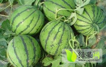 辽宁凌海7月京欣开始上市 价格看瓜面谈