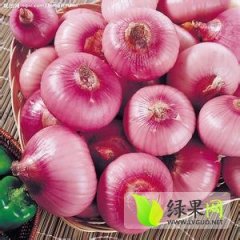 山东郯城红皮洋葱陆续上市 收购价为0.3元/斤
