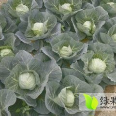 河北玉田中甘21甘蓝 质量优 价格合理