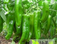 江苏东台大果168辣椒现供应量大