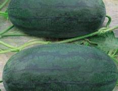 广西扶绥黑美人西瓜大量上市了