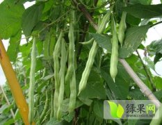 四川彭州四季豆再过半个月左右上市