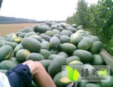 湖北宜城6月开始有各品种西瓜出售批发