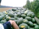 湖北宜城6月开始有各品种西瓜出售批发