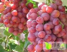 陕西7月大量供应红提各品种葡萄