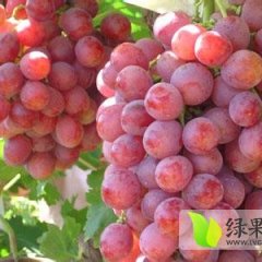 陕西7月大量供应红提各品种葡萄