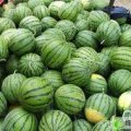 陕西大荔京欣西瓜已经大量上市