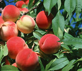 陕西大荔郑3毛桃突围毛桃大量上市：范家镇白娜