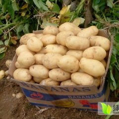 山东滕州荷兰十五：姜屯镇刘琦