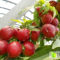 安徽砀山大棚中油5号4号等已陆续上市