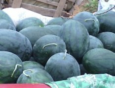 本人从事广西西瓜代办 五一前后出瓜