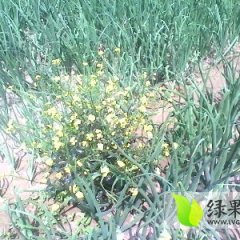 江苏沛县黄皮洋葱：朱王庄耿仁宇