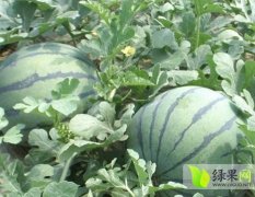 山东平度“胶东第一西瓜大镇”