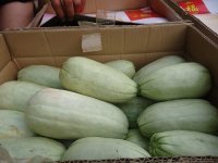 山东特产一窝狼甜瓜开始上市