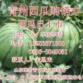 山东青州京欣、双星西瓜价格进入稳定期