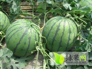 2014年安徽砀山京欣价格