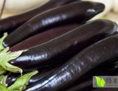 河北饶阳茄子主要品种是黑宝和紫光圆茄