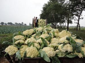 江苏铜山白面青梗松花菜一直供应至年底