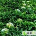 吉林长岭7-9月份有大量地雷瓜供批发
